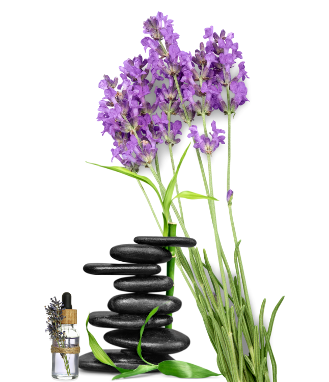 wellmobil home slider 2